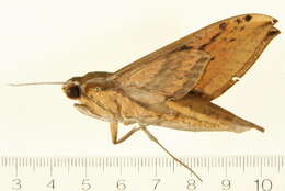 Image of Xylophanes mineti Haxaire & Vaglia 2004