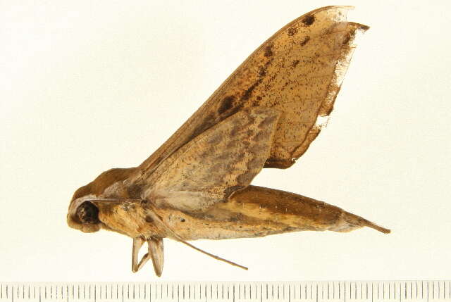 Image of Xylophanes mineti Haxaire & Vaglia 2004