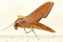 Image de Xylophanes tersa (Linnaeus 1771)