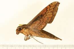 Image of Xylophanes nabuchodonosor Oberthür 1904