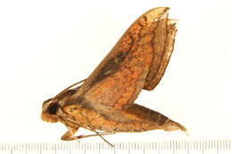 Image of Xylophanes nabuchodonosor Oberthür 1904