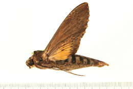 Image of Alope Sphinx