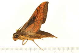 Image of Xylophanes nabuchodonosor Oberthür 1904