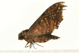 Image of Nyceryx hyposticta (Felder, C., Felder & R. 1874)
