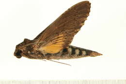 Image of Alope Sphinx