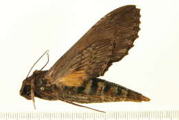 Image of Alope Sphinx