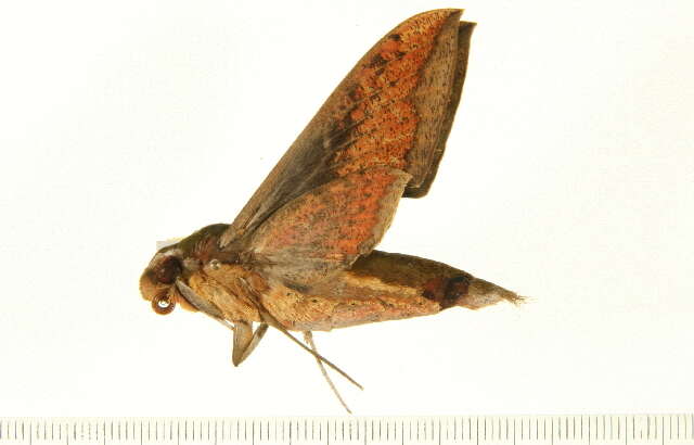 Image of Xylophanes nabuchodonosor Oberthür 1904