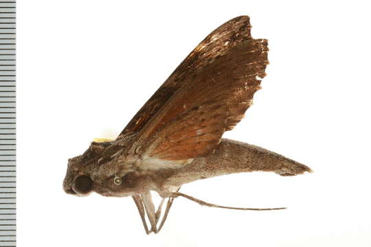 Image of Oleander sphinx moth