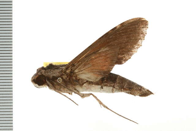 Image of Oleander sphinx moth