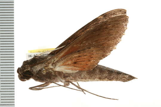 Image of Oleander sphinx moth