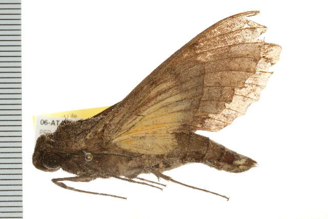 Слика од Isognathus leachii (Swainson 1823)