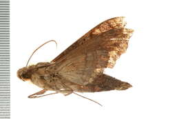 Image of Hemeroplanes ornatus Rothschild 1894