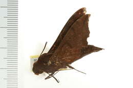 Image de Enyo ocypete (Linnaeus 1758)