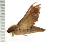 Image of False Fig Sphinx Moth