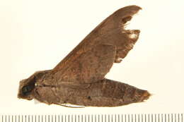 Image of Callionima acuta (Rothschild & Jordan 1910)