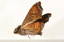 Image of Nyceryx coffaeae (Walker 1856)