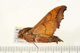 Image of Nyceryx riscus (Schaus 1890)