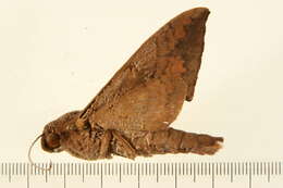 Image of False Fig Sphinx Moth