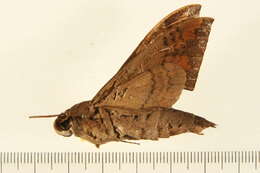 Image of False Fig Sphinx Moth