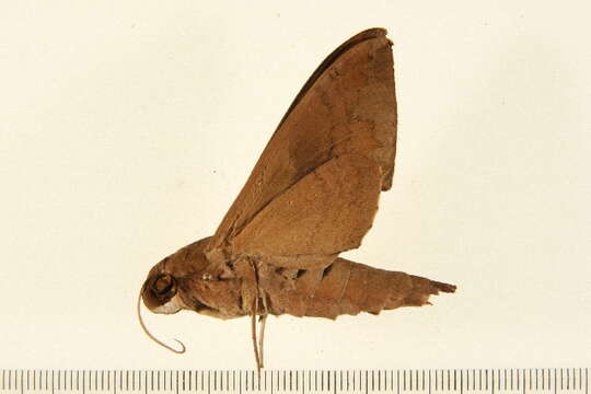 Image of False Fig Sphinx Moth