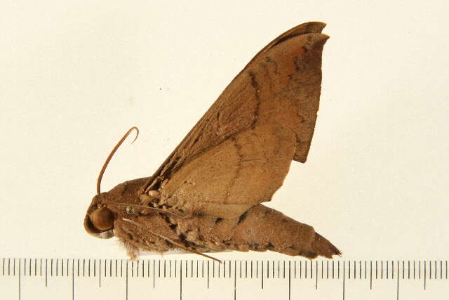 Image of False Fig Sphinx Moth