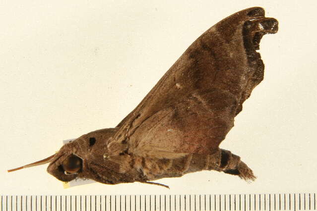 Image of Madoryx bubastus (Cramer 1777)