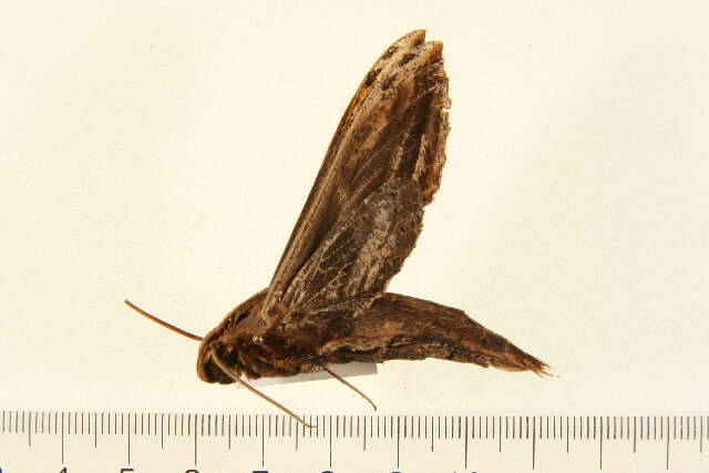 Image de Xylophanes guianensis (Rothschild 1894)