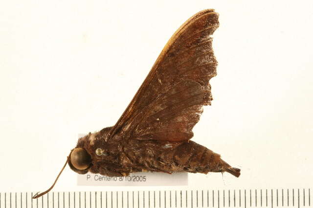 Image de Enyo ocypete (Linnaeus 1758)