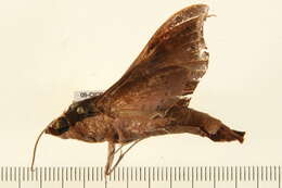 Image of Callionima nomius (Walker 1856)