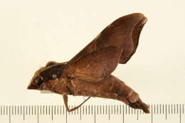 Image of Callionima nomius (Walker 1856)