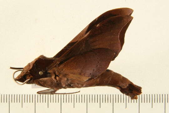 Image of Callionima nomius (Walker 1856)