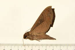 Image of False Fig Sphinx Moth