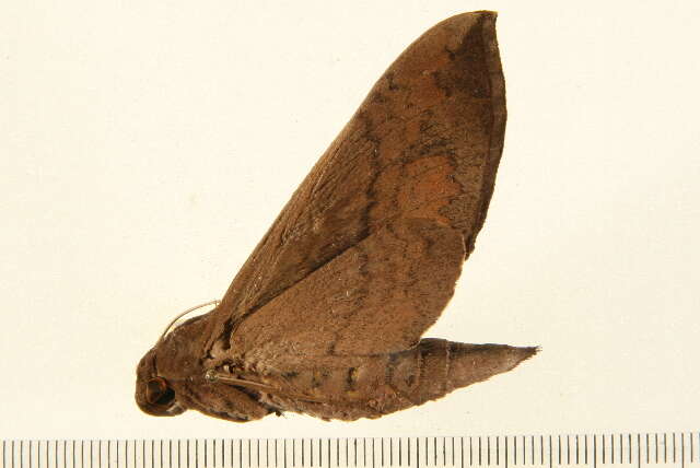 Image of False Fig Sphinx Moth