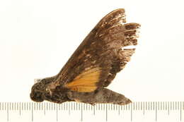 Слика од Isognathus leachii (Swainson 1823)