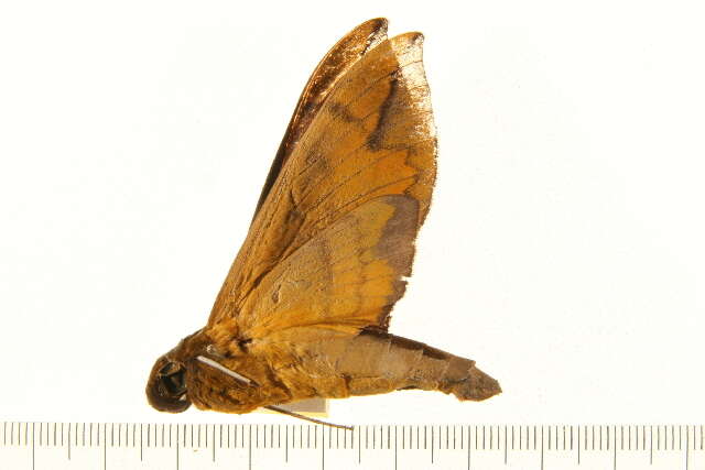 Image of Eumorpha phorbas (Cramer 1775)