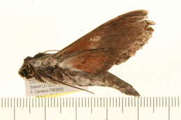 Image of Oleander sphinx moth