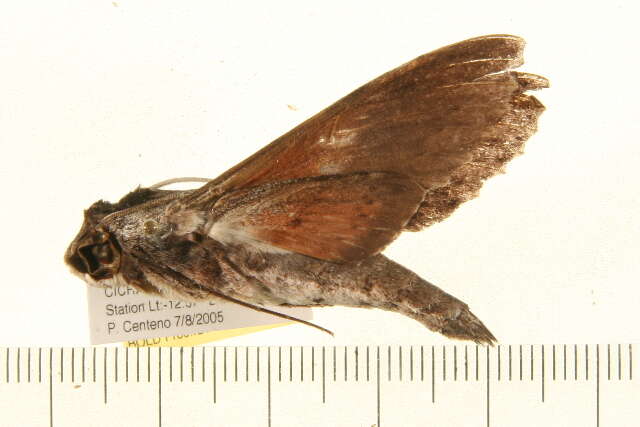 Image of Oleander sphinx moth