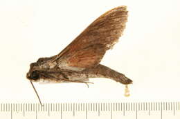 Image of Oleander sphinx moth