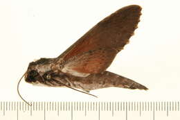 Image of Oleander sphinx moth