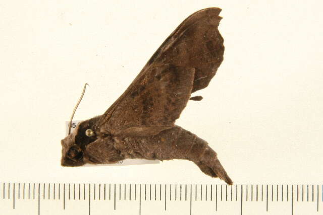 Image of Callionima acuta (Rothschild & Jordan 1910)