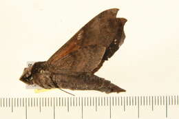 Image of Callionima acuta (Rothschild & Jordan 1910)