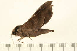 Image of Callionima acuta (Rothschild & Jordan 1910)