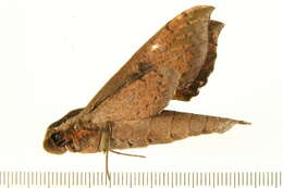 Image of Xylophanes cosmius Rothschild & Jordan 1906