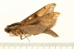 Image of Xylophanes cosmius Rothschild & Jordan 1906