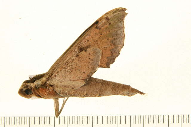 Image of Xylophanes cosmius Rothschild & Jordan 1906