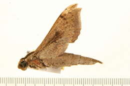 Image of Xylophanes cosmius Rothschild & Jordan 1906