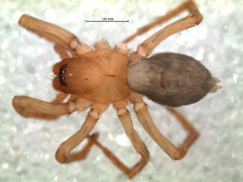 Image of Ciniflella