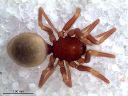 Image of malkarid spiders