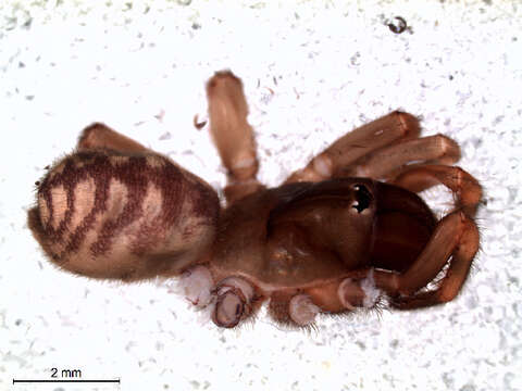 Image of Australian funnelweb spiders