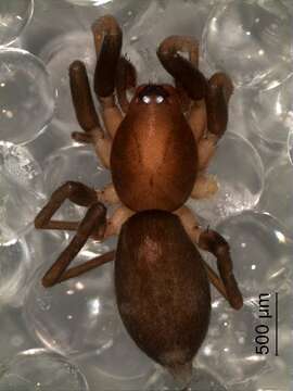 Image of gallieniellid spiders